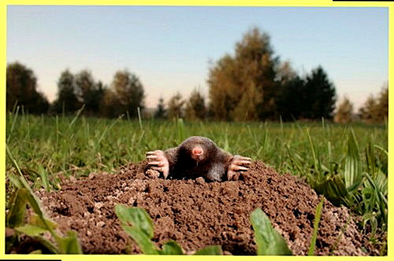 Полевые кроты фото