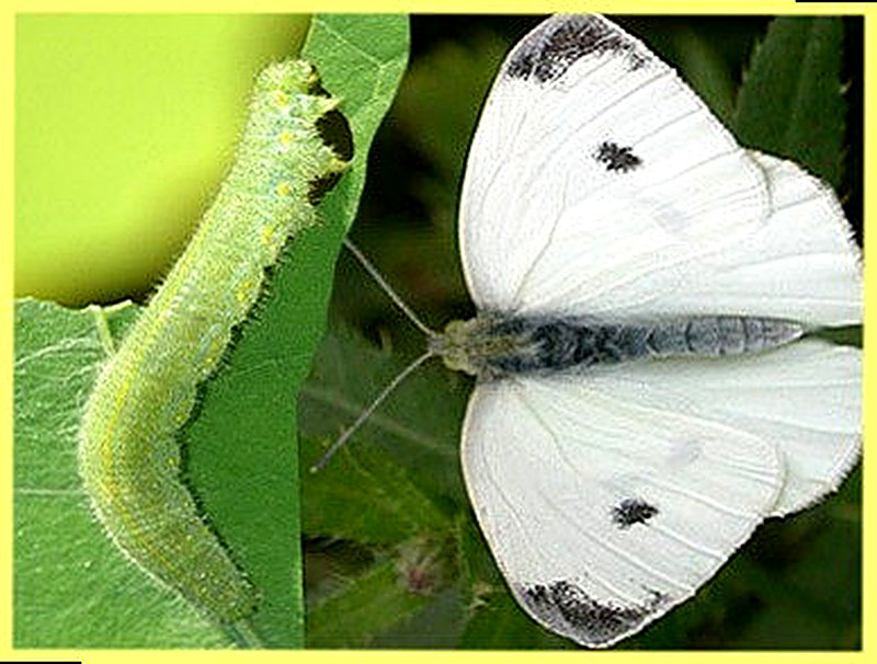 Репная и капустная белянка