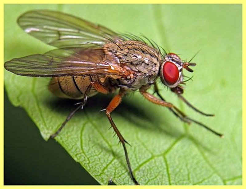 Капустная муха