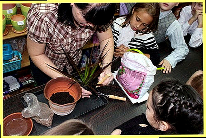 Как ухаживать за драценой в домашних условиях