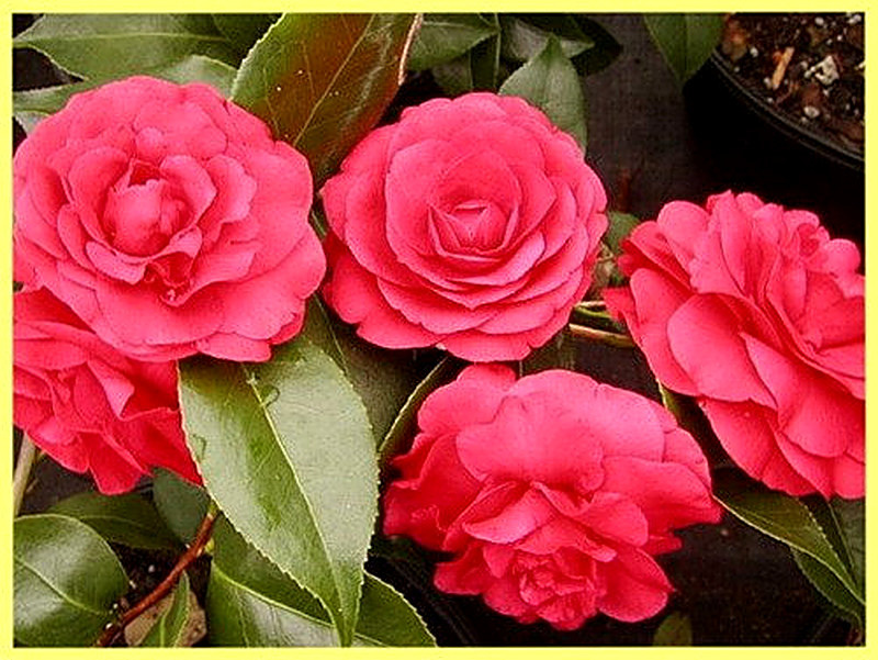 Камелия японская фото