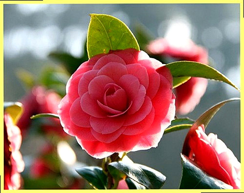 Камелия китайская фото