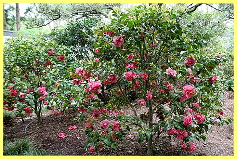 Камелия садовая посадка и уход