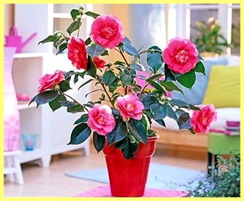 Выращивание камелии в домашних условиях