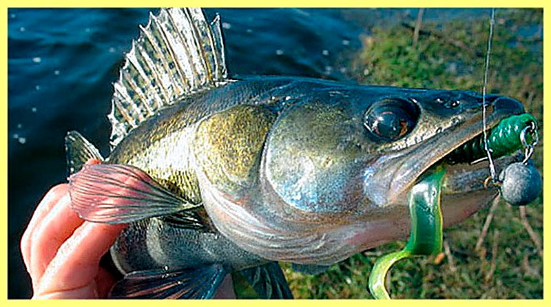 Как ловить судака осенью