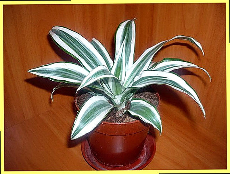 Виды драцен фото и название