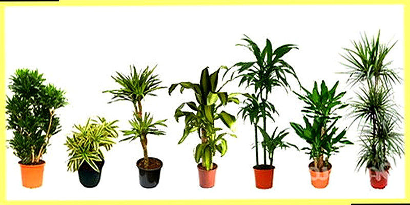 Виды драцен фото