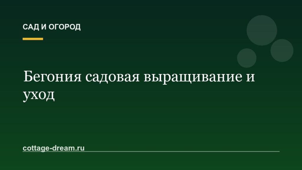 Бегония садовая выращивание и уход