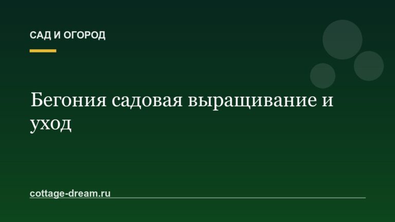 Бегония садовая выращивание и уход