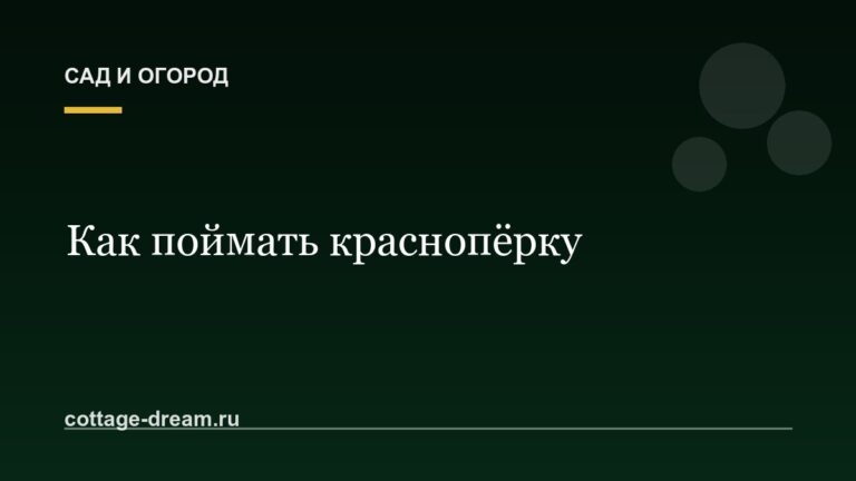 Как поймать краснопёрку: зимой