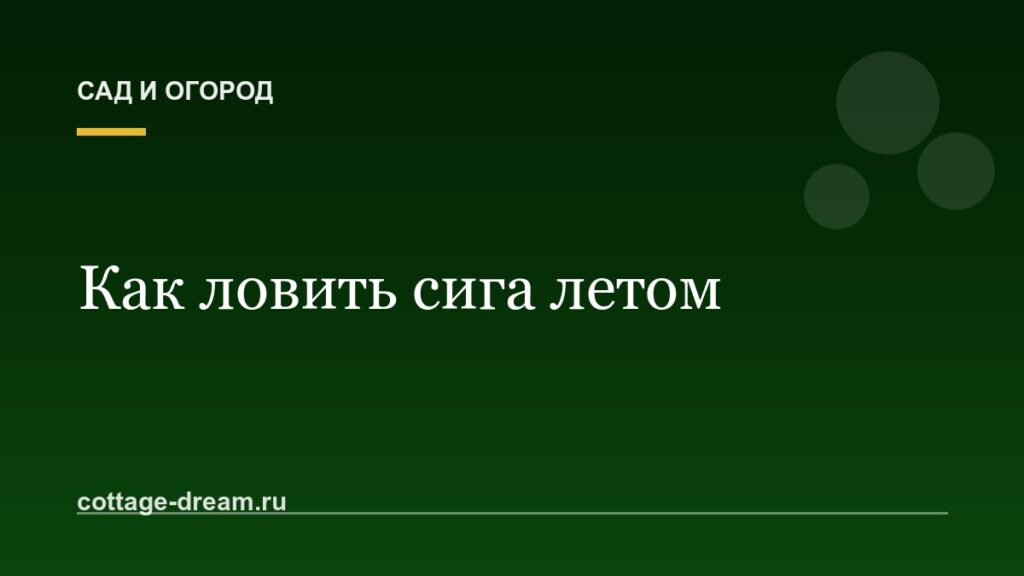 Как ловить сига летом