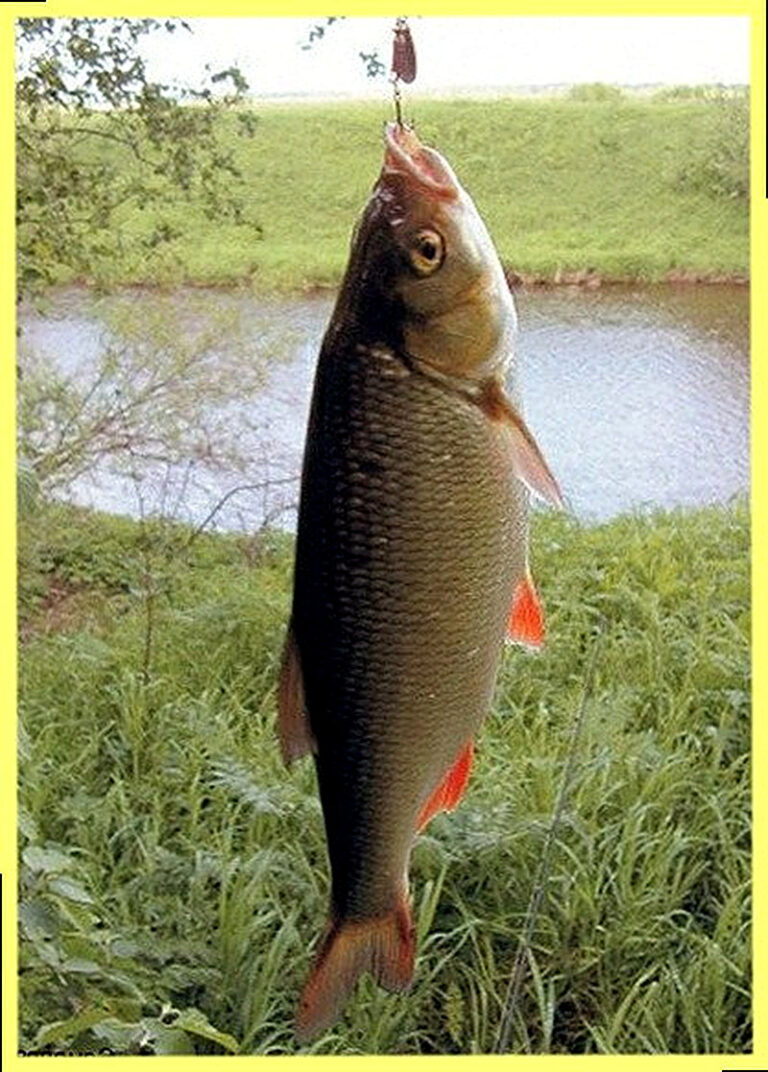 На что ловить язя