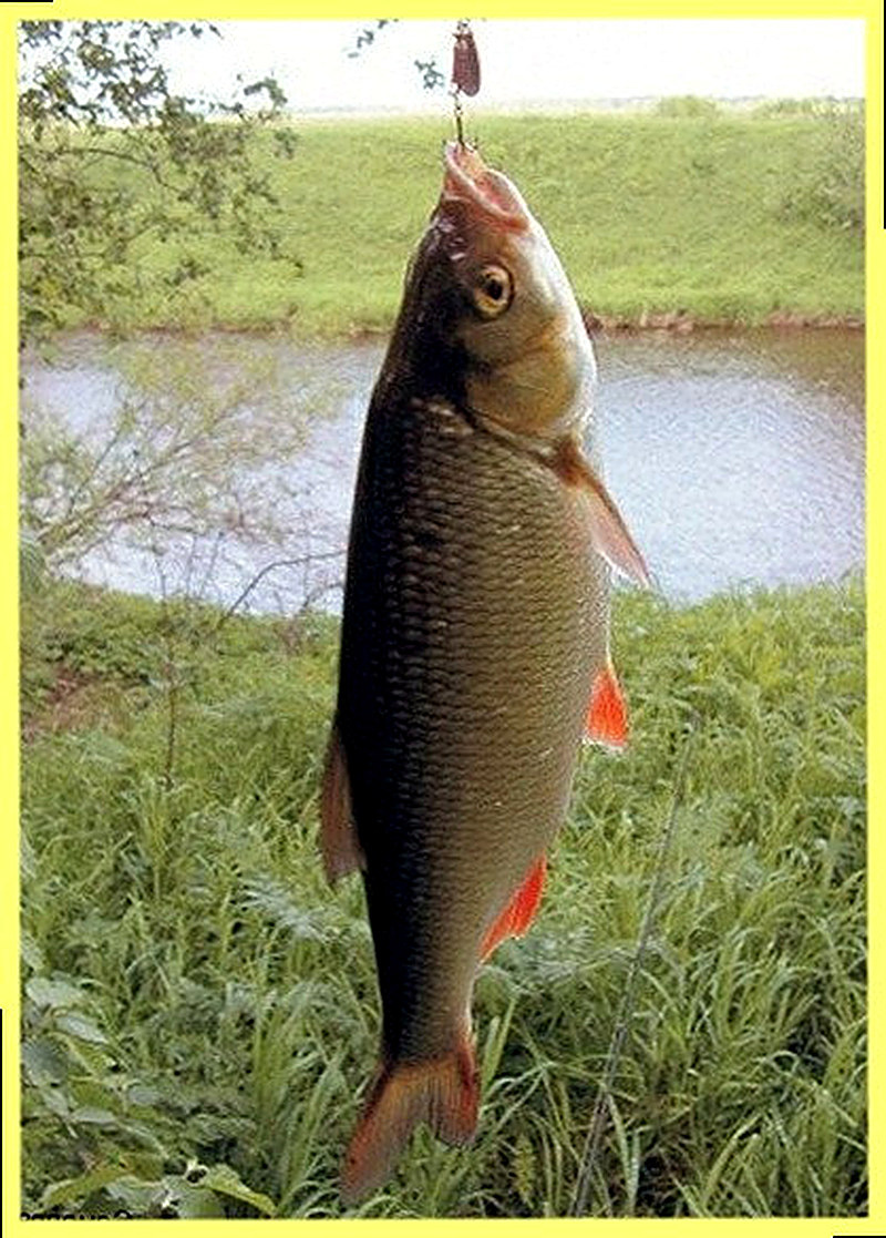 На что ловить язя