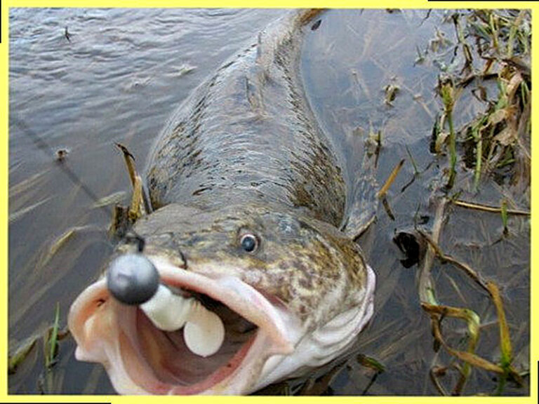 На что ловить налима