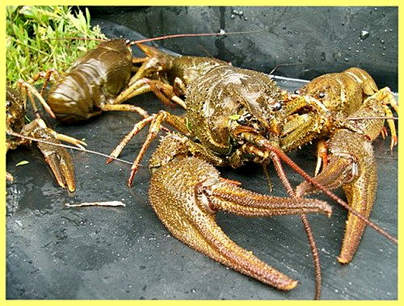 Как кормить раков в домашних условиях