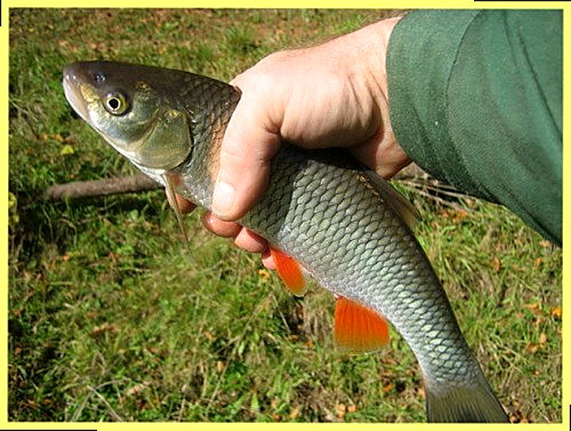 Рыба елец на что ловить
