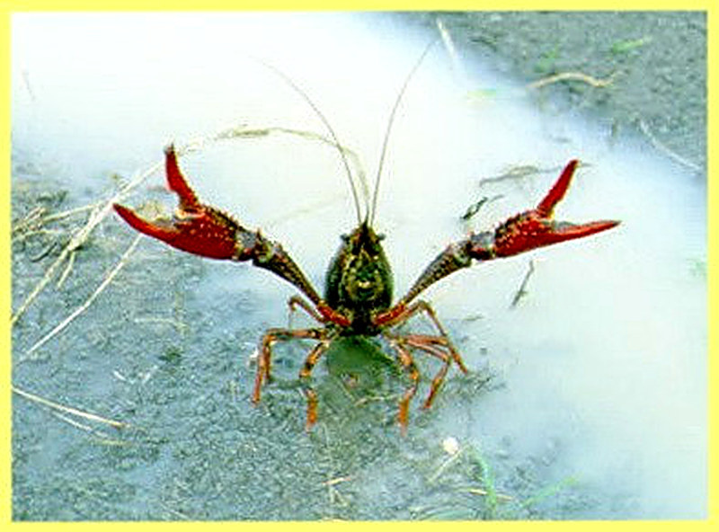 Размножение раков в домашних условиях