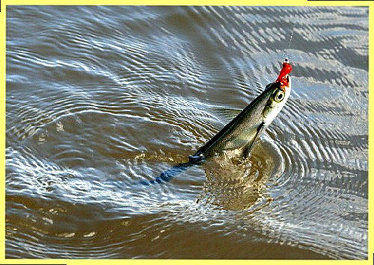 Чехонь на что ловить