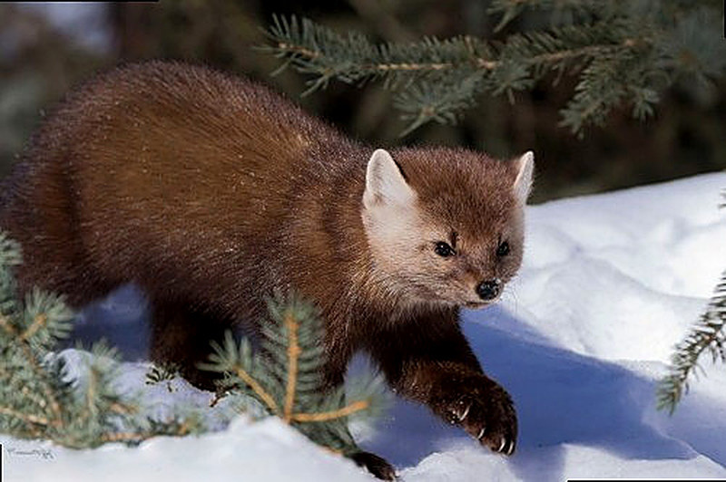 Как охотиться на соболя