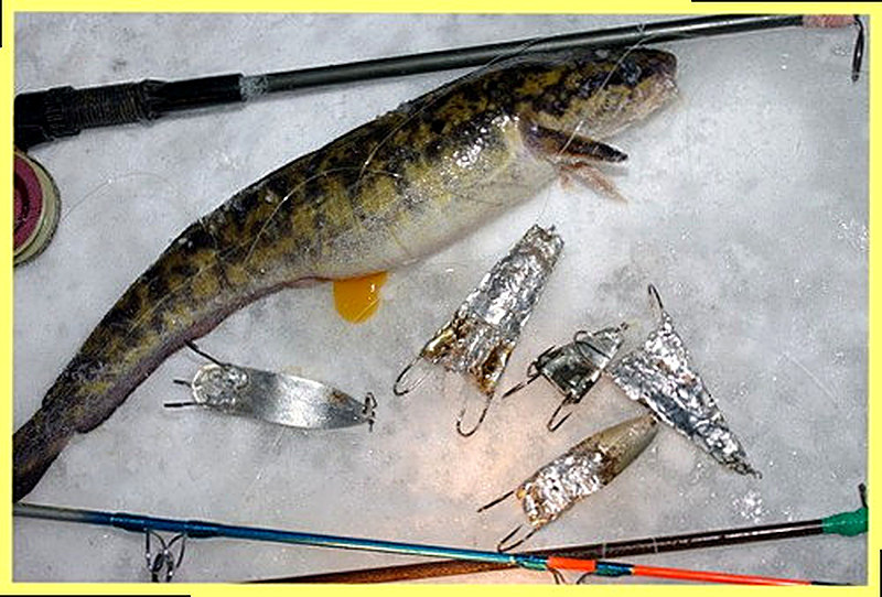 Как ловить налима зимой