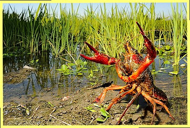 Как разводить раков в домашних условиях