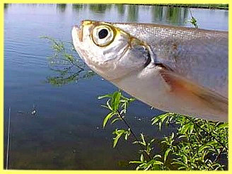 Как ловить чехонь летом