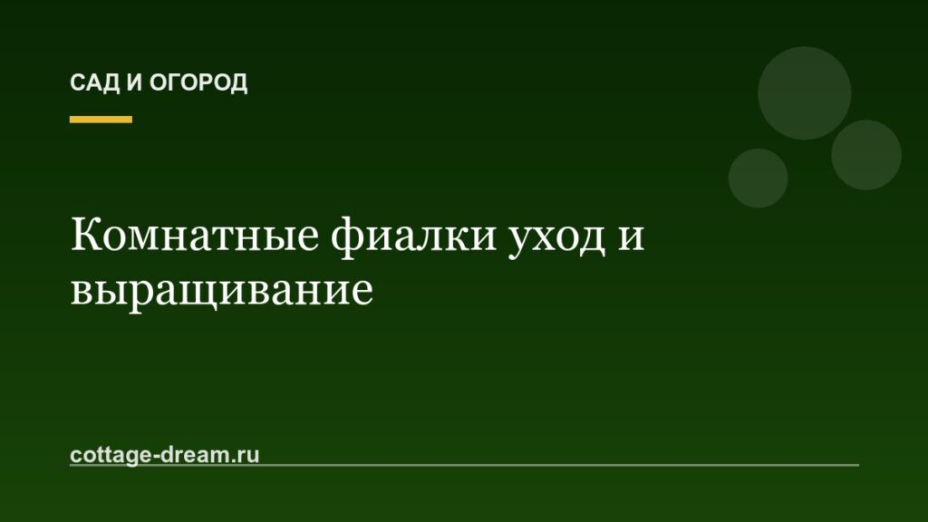 Комнатные фиалки уход и выращивание