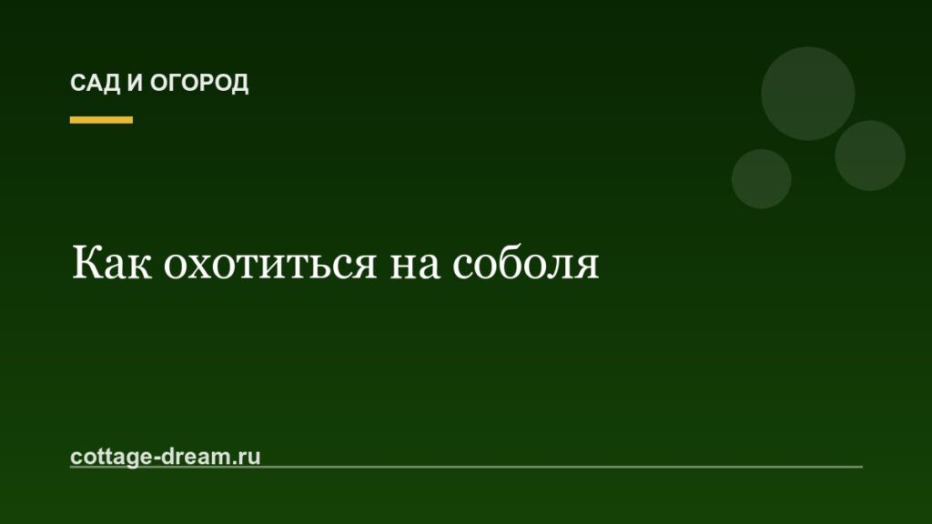 Как охотиться на соболя