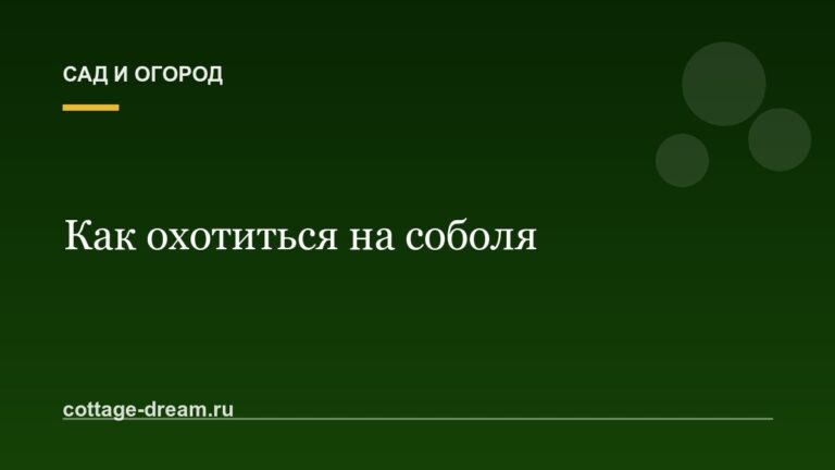 Как охотиться на соболя