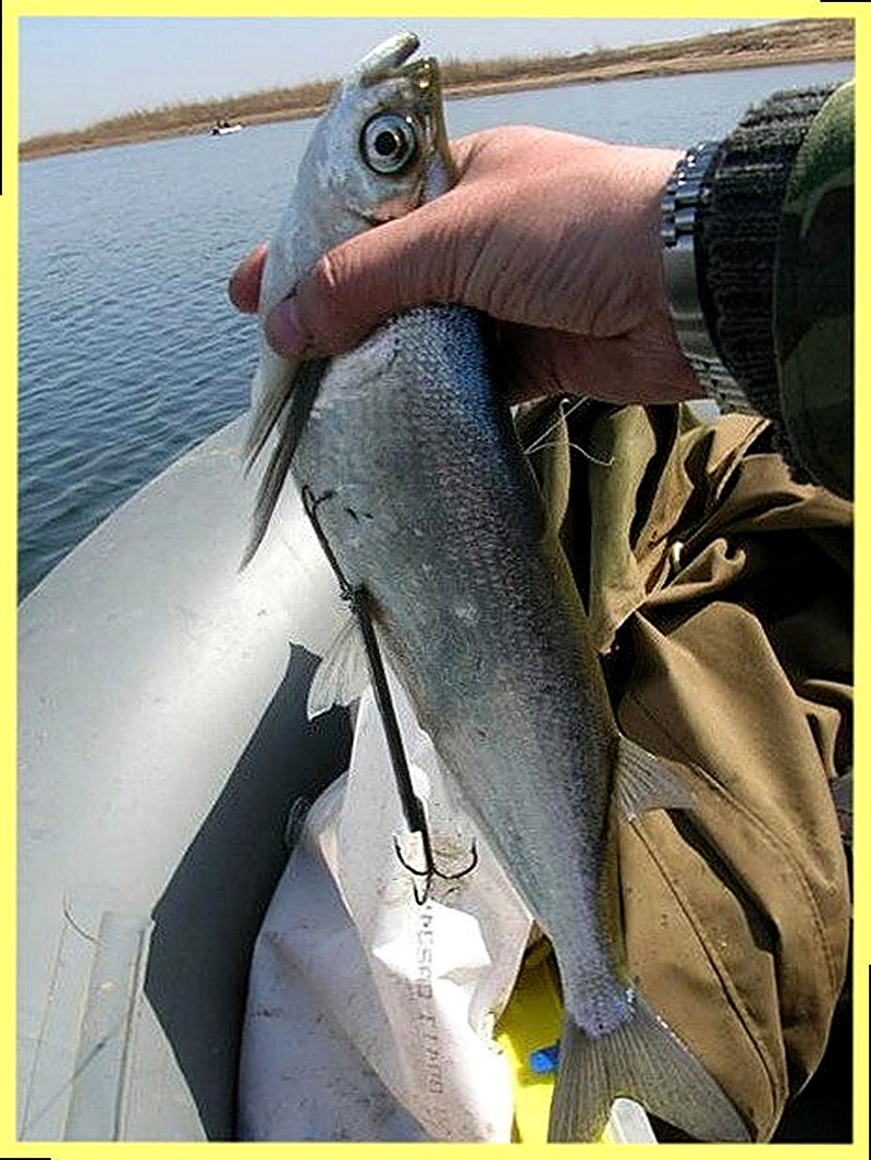 на что ловить чехонь