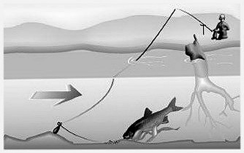 Донная снасть для язя