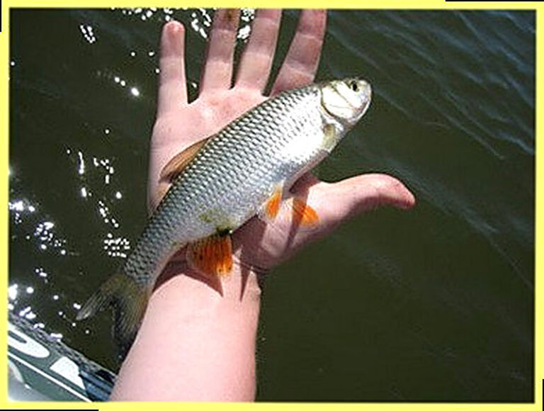 Рыба елец фотографии