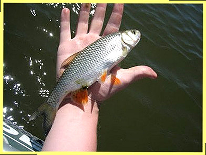 Рыба елец фотографии