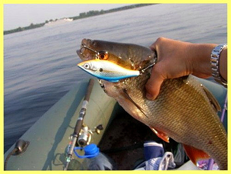 На что ловить язя