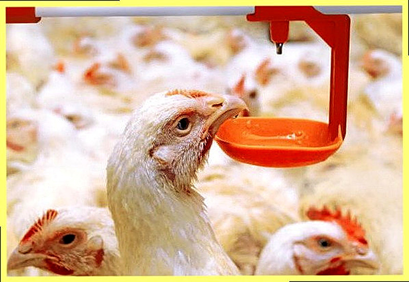 Как выращивать бройлеров в домашних условиях