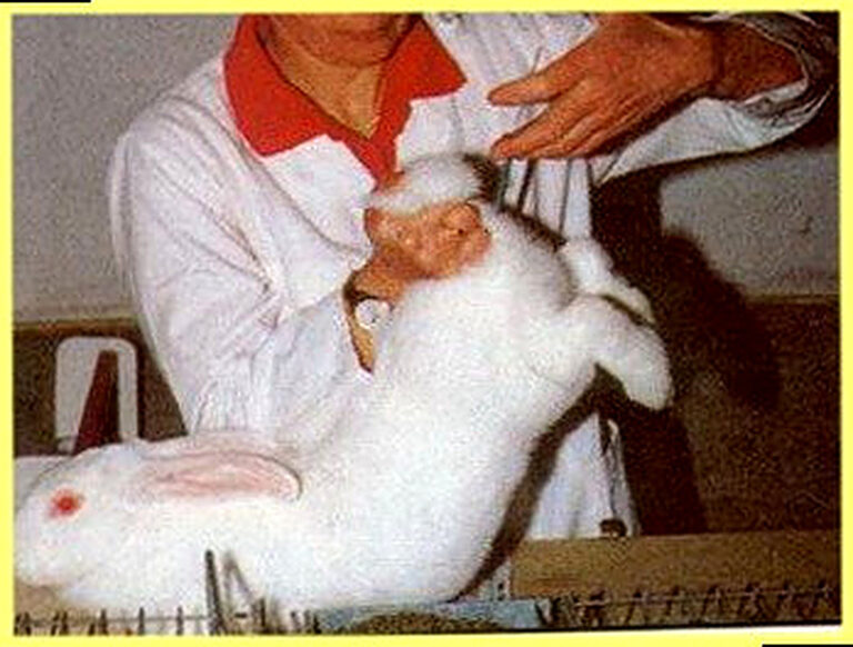 Искусственное осеменение кроликов в домашних условиях