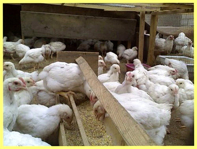 Чем кормить кур бройлеров