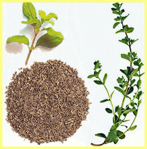 Выращивание майорана из рассады