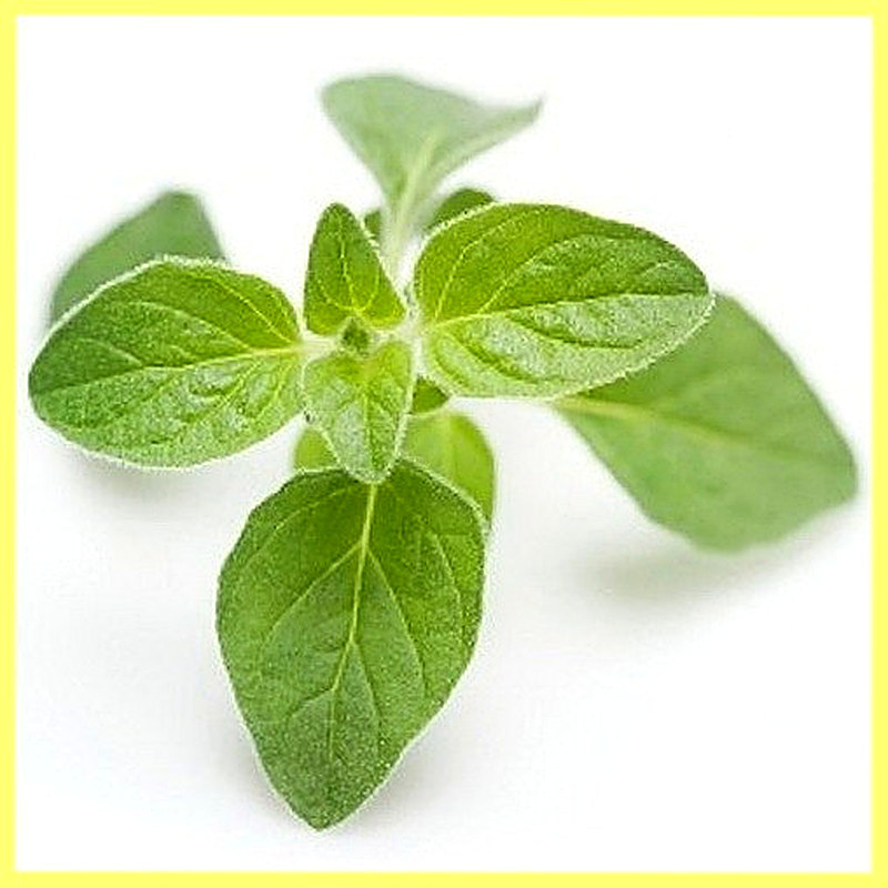 Майоран выращивание и уход