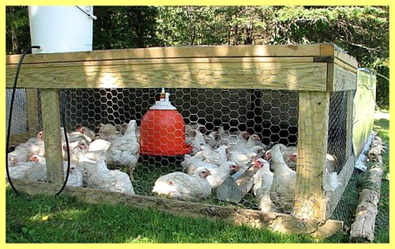 Загон для бройлеров
