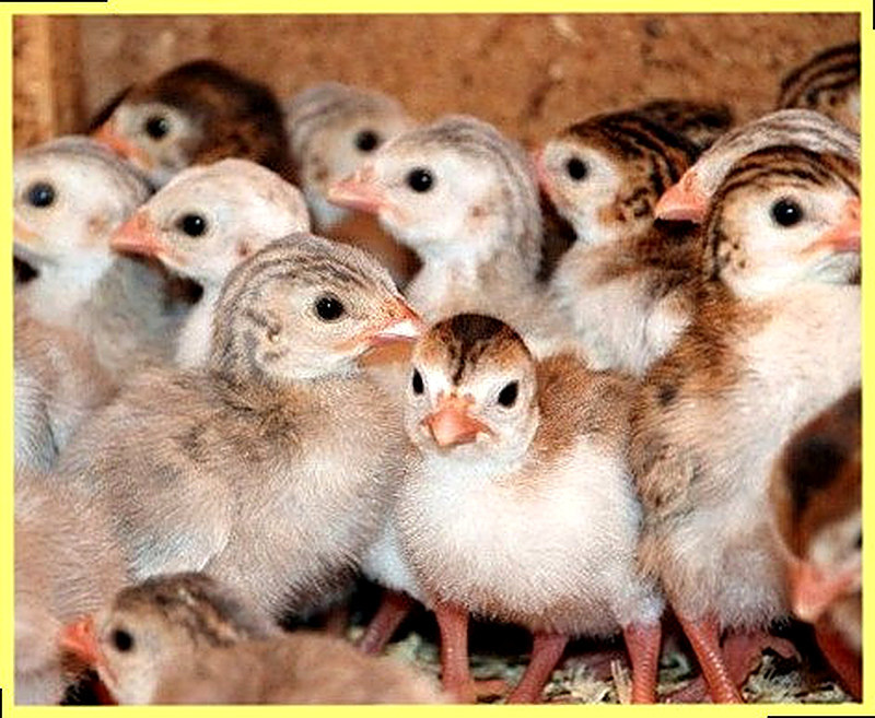 Как выбрать бройлерных цыплят при покупке