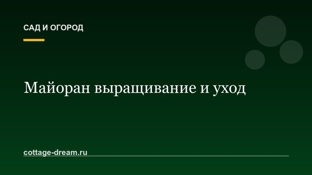 Майоран выращивание и уход