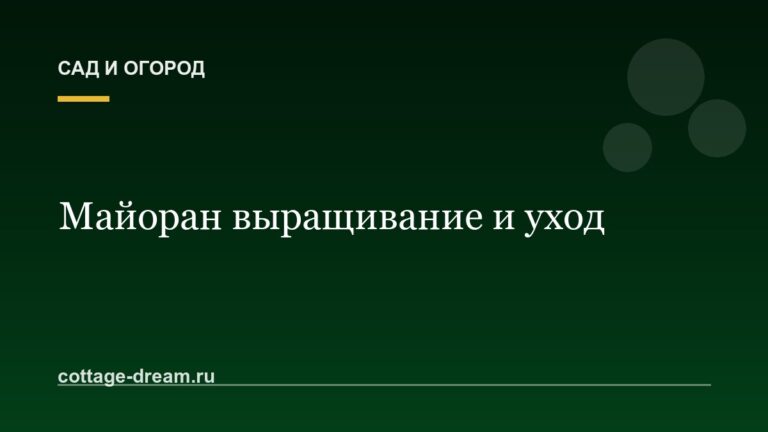 Майоран выращивание и уход
