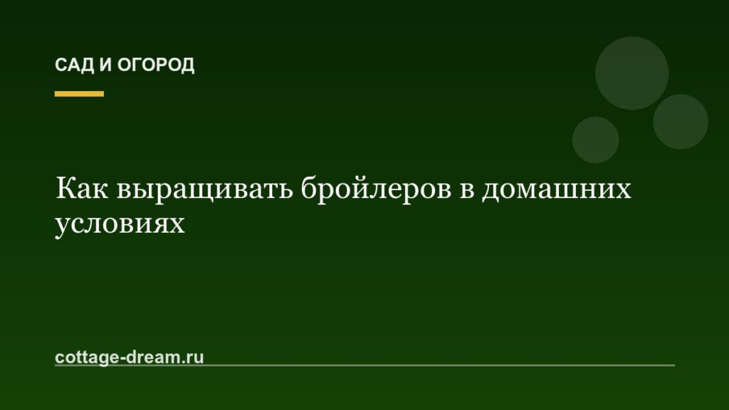 Как выращивать бройлеров в домашних условиях