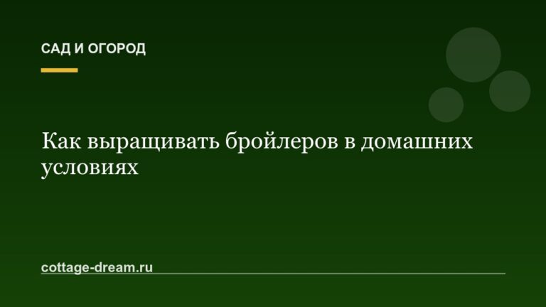 Как выращивать бройлеров в домашних условиях