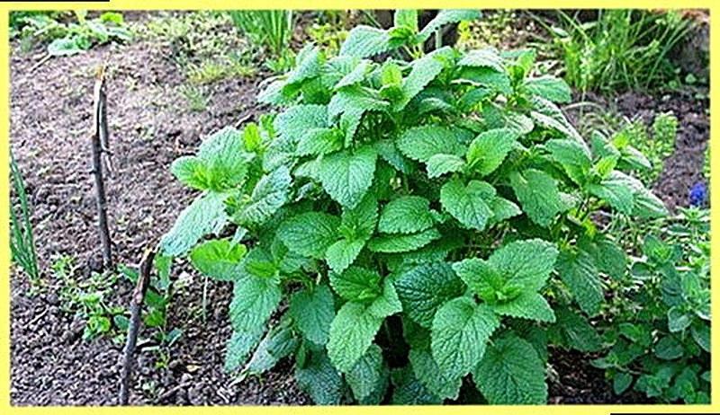 Майоран выращивание и уход