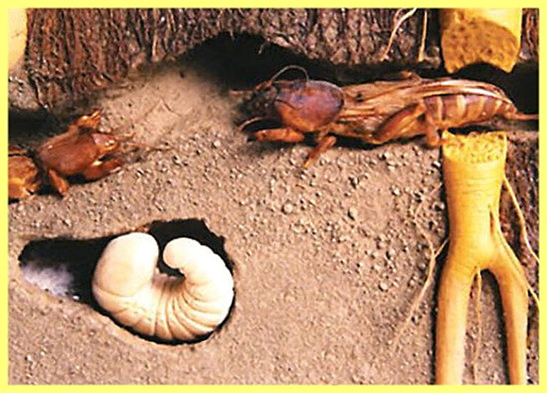 Вредители капусты и как с ними бороться