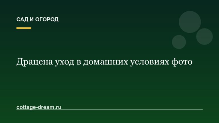 Драцена уход в домашних условиях фото
