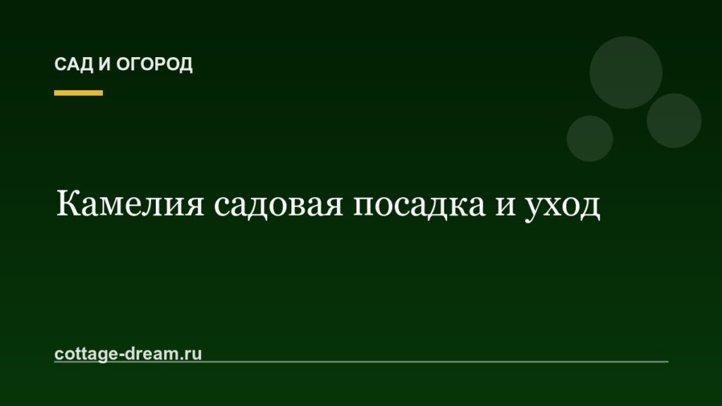Камелия садовая посадка и уход