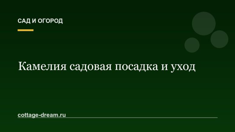 Камелия садовая посадка и уход
